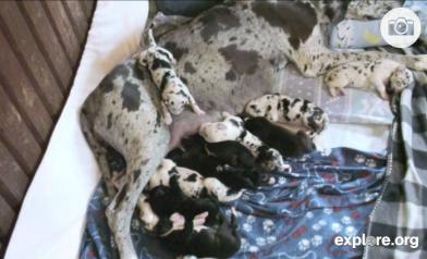 cookies and cream great dane