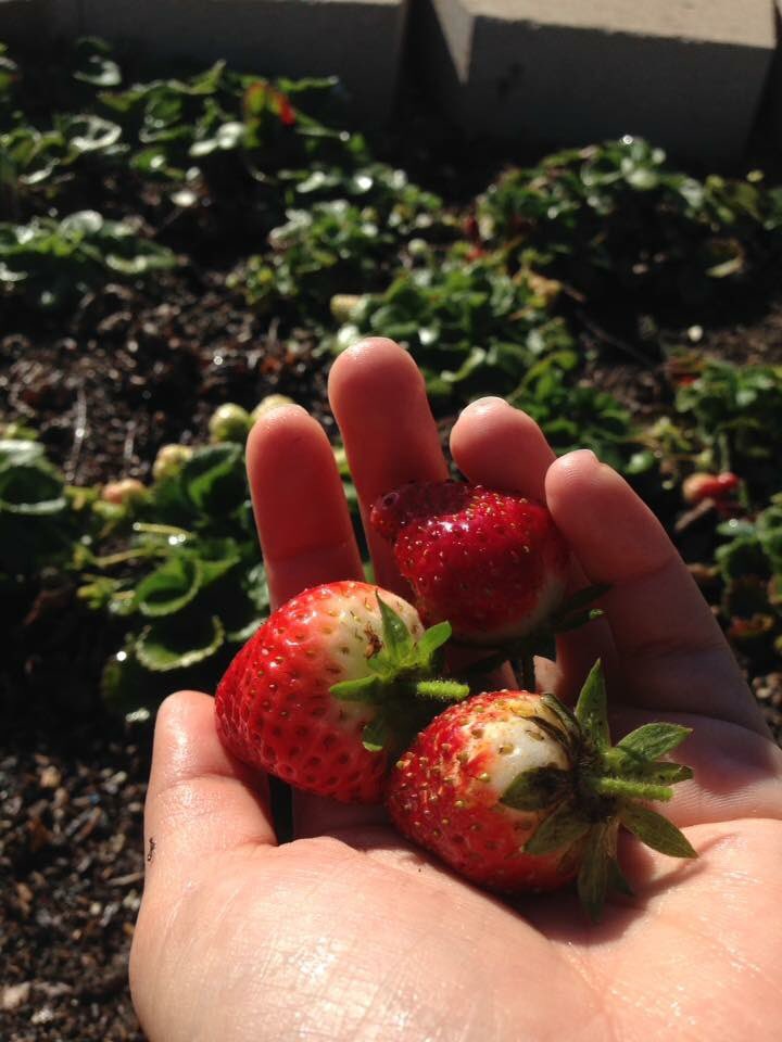 BaronsGarden's tweet photo. Freshly picked straight from the school's garden 😋🍓 #fvhs #fvhsbbn https://t.co/xDuSn1tQHj