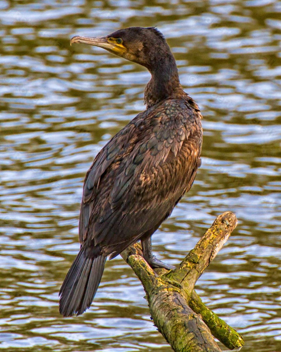 robmarshall1's tweet photo. The Fisherman 
When you go fishing and someone has beaten you to the best spot #Pembrokeshire #fishing #fisherman #cormorant #shag https://t.co/5LYw7bHpcU