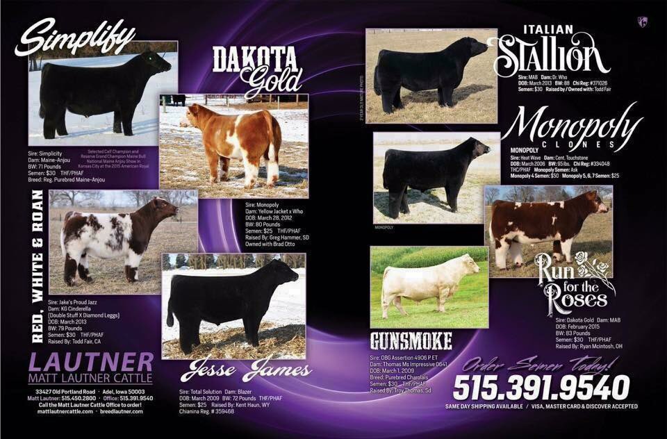 Grand Champion Steer 
Lloydminster Saskatchewan Justamere Jackpot
Shown By Cassidy Serhienko
Raised By Tyler Bullick | Alberta
#BreedLautner