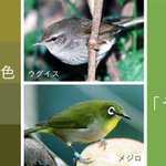 うぐいす色の認識違い？鳥の名前がややこしくなる原因はこれだった!