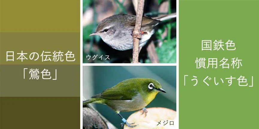 うぐいす色の認識違い？鳥の名前がややこしくなる原因はこれだった！！