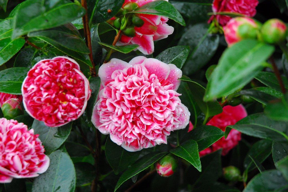 Tesselaar Plants On Twitter Camellia Volunteer Is A Camellia Like No Other With Its Unique Bicolour Flower Camelliavolunteer Camellias Volunteer Flowers Bicolour Https T Co Voot7gfpkb
