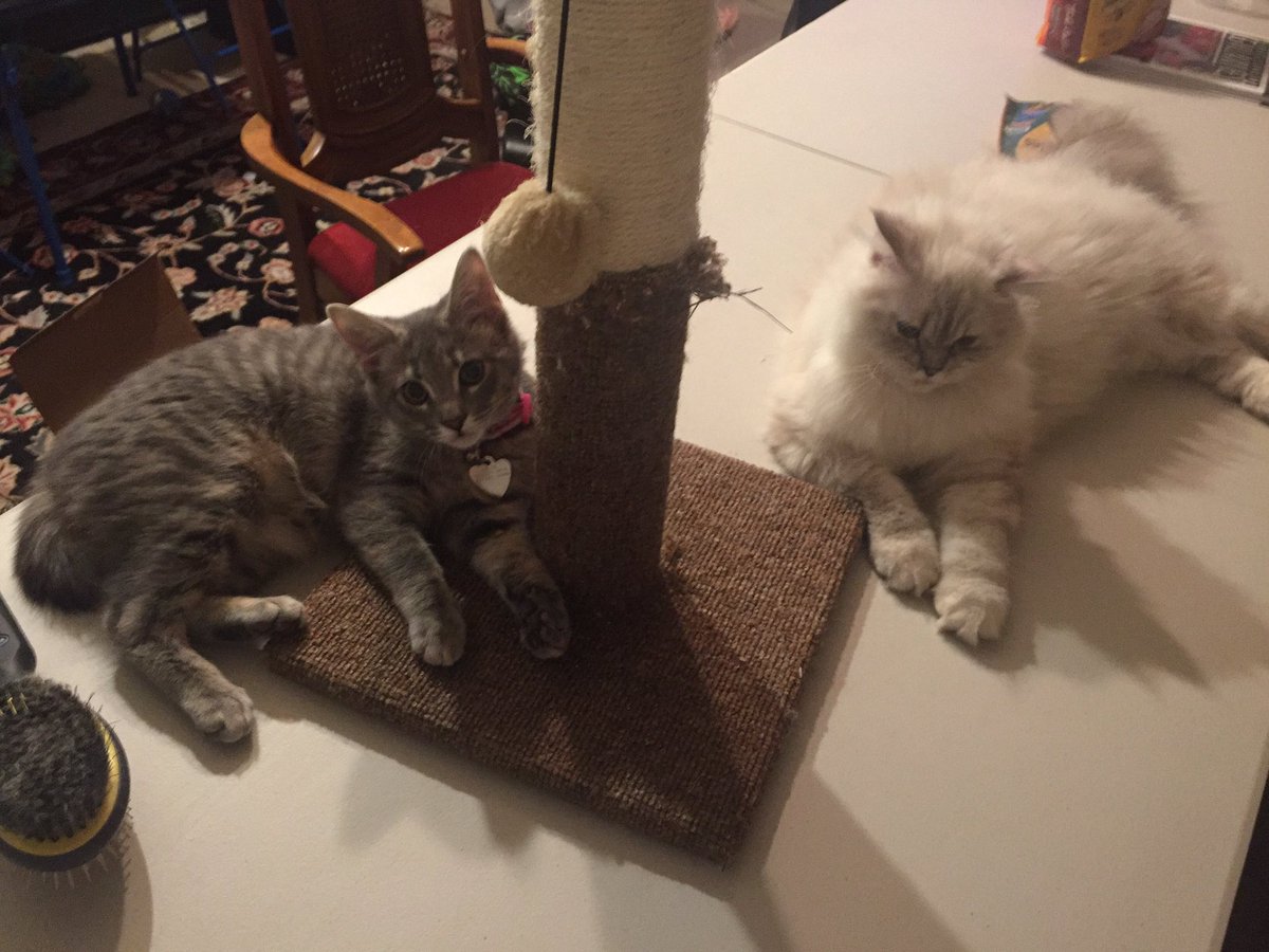 ChloeTheKitty_'s tweet photo. So far we're getting along 💜#playtime #worldsbestcats #petsofinstagram #babyanimals #mycat #catsofinstagram #kittygram #kittycat https://t.co/3aqNwKI2KP