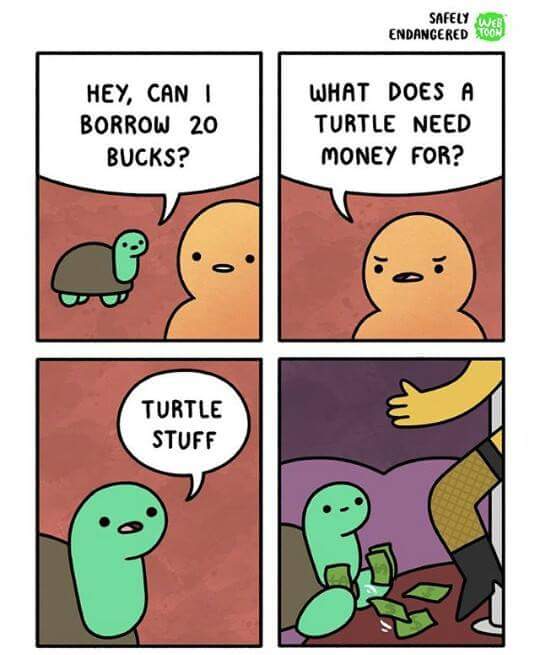 rickyspanish231's tweet photo. #TurtleStuff https://t.co/7unNVCeAGd