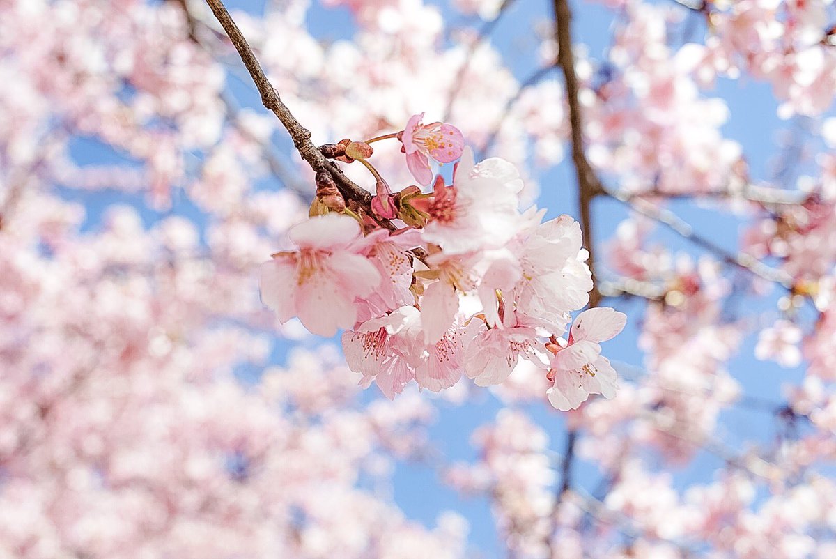 prprshow's tweet photo. 河津桜 https://t.co/0yR6P3yTkF