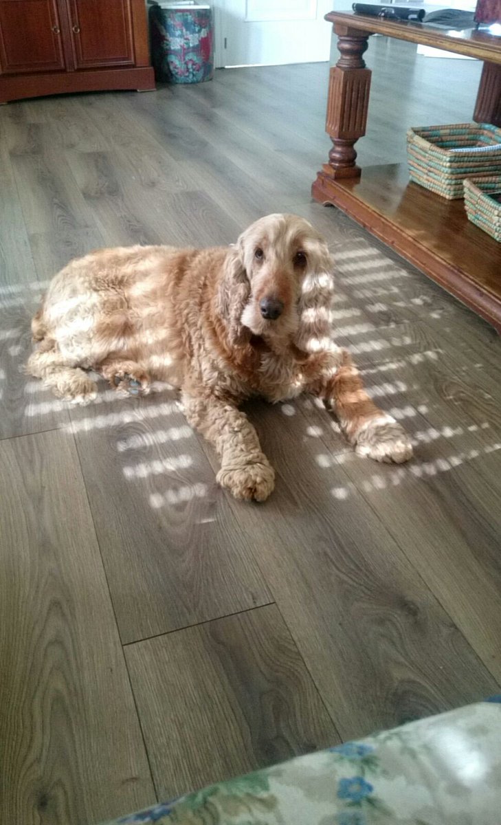 laicucan's tweet photo. SE BUSCA a Fren, visto por última vez en la C/SIRENA #LasMatas si alguien lo ha visto llamen a sus dueños, lleva microchip. DIFUNSIÓN. https://t.co/4sEyPXhicU