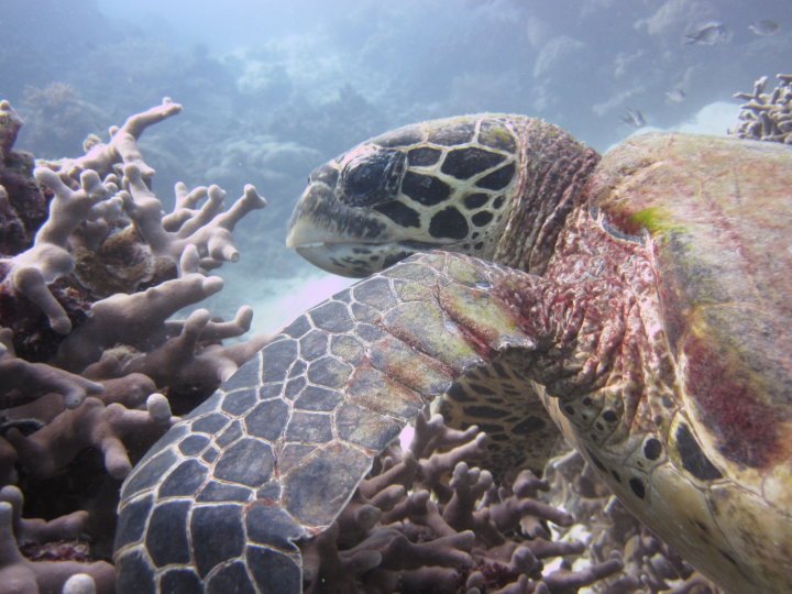 scubawhere's tweet photo. scubathomas this great picture of a Green Turtle @ Flynn Reef on the Great Barrier Reef #scubawhere #scuba #diving #turtle #greatbarrierreef https://t.co/1PKES7foMb