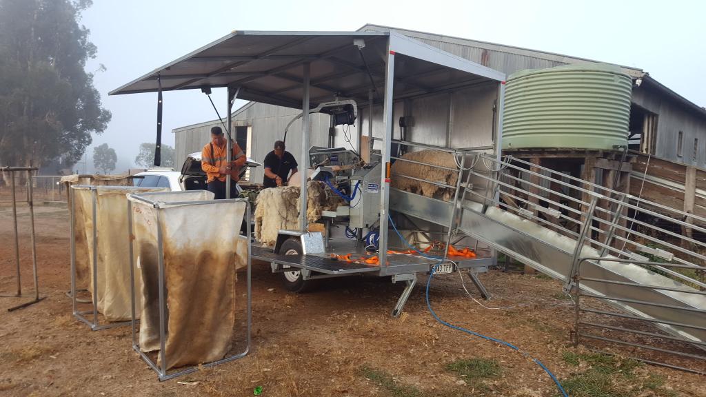 ShearingWorld's tweet photo. Shearing Worlds new ram shearing trailer is finally operational. 🐏🐏 https://t.co/JydeDR7XW0