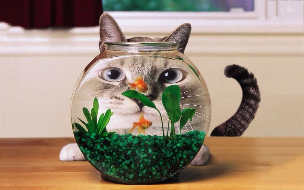 circlepit78's tweet photo. #KITTYBABY #kittybabies #kitties #kittie #kitty #kittycats #cats #funnycats #funnykitties #goldfish #pets #animals https://t.co/ucFnD9W8DX