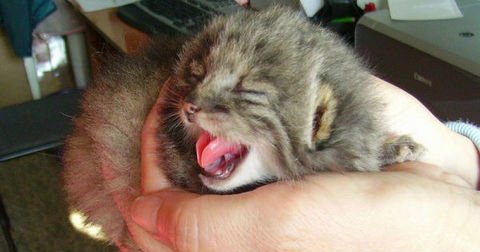 Farmer Finds Kittens on His Property, but Soon Realizes They Aren't Average Barn Cats bit.ly/2lPsWts