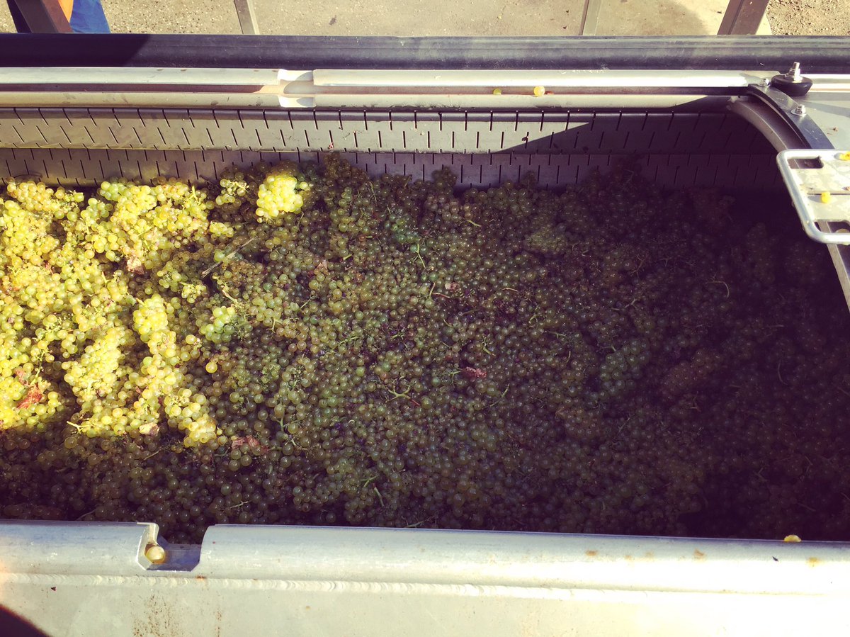 Brucekoalaandco's tweet photo. Chardonnay in the press about to be pressed #Geelong #lethbridge #chardonnay #grapepress #wine https://t.co/fMJBPPckVr