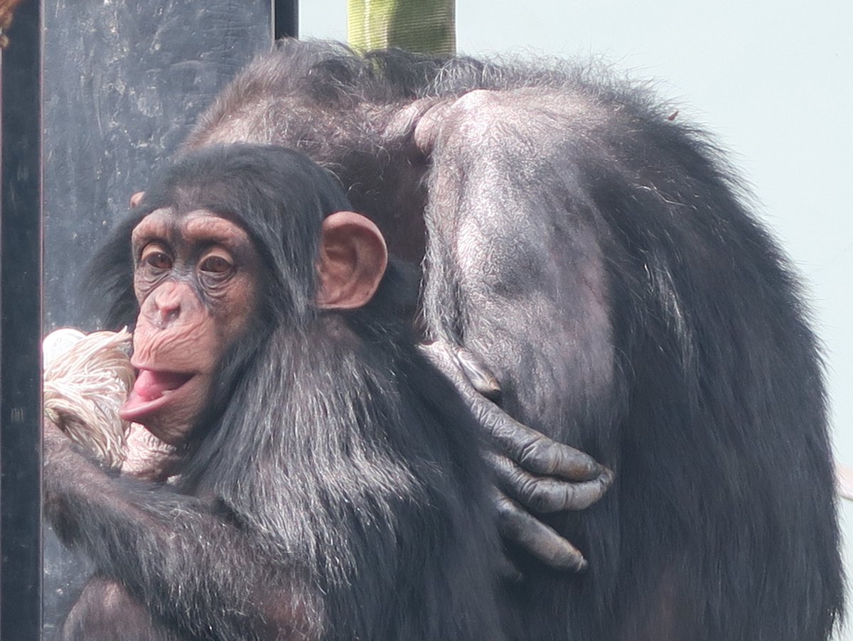 暖かくなってきたとはいえ、まだ肌寒い日も多いですね。チンパンジーの