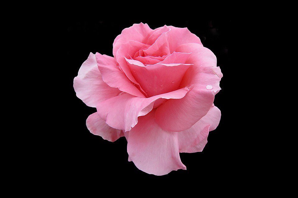 Flowerdeliver1's tweet photo. شخص ما بعتلك احلى هديه ❤️🌹و رساله💌👇
"كل شي يهون إلا الروح
كيف هانت عليك روحك
وأحنا الأثنين نعيش نفس الروح "🙈🙊
@Emwooo7 https://t.co/qktKGU6dPz