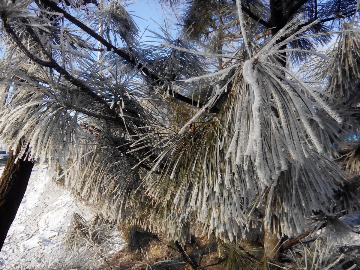 79_Rus's tweet image. Весенняя, утренняя свежесть