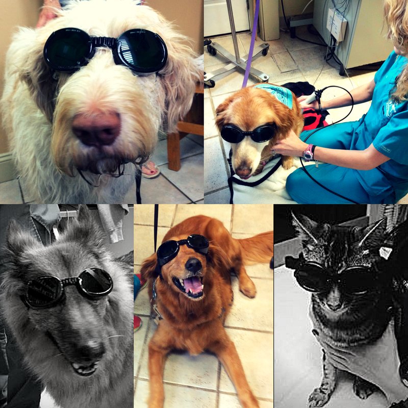 TenderTouchDVM's tweet photo. Yes, the Doggles are cute - but the benefits of  #LaserTherapy make these pets and their people smile big! See more: https://t.co/4HxXGPtHIn https://t.co/sieJWhsp8u