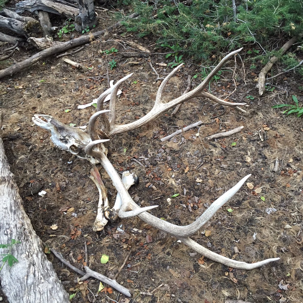 BleuJayOutfit's tweet photo. Mother Nature is always at play! #hunting #bigbulls #bleujayoutfitters https://t.co/QC8JwB7koh