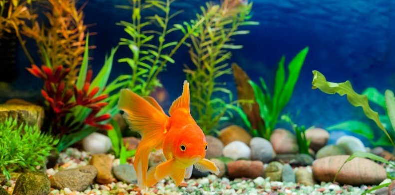 WeAreTeachers's tweet photo. 5 Reasons Why Your High School #Classroom Needs a Pet https://t.co/jdQuRHCVGh via @WeAreTeachers #HigherEd #edchat https://t.co/5orjYLpgBI