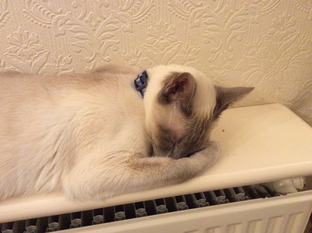 Diablo_Siamese's tweet photo. Here he is again same radiator different position .. #howmuchsleep #radiatorhugger #apatternisforming #teamdiablo #catantics #CatsOfTwitter https://t.co/iNNLKNZAk3