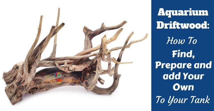 BeyondTheTank's tweet photo. Aquarium Driftwood: How to Find, Prepare and Add Your Own To a Tank https://t.co/O5t6J3MbAq https://t.co/8SKXNtoy9z
