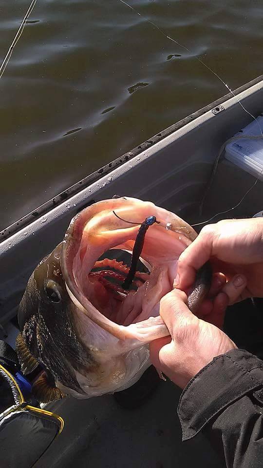 BioSpawnLures's tweet photo. Repost (Eric Faucett) "Somebody asked me if the BioSpawn Lure Company #ExoStick catches big fish??!!!" https://t.co/ARPJJmHIba