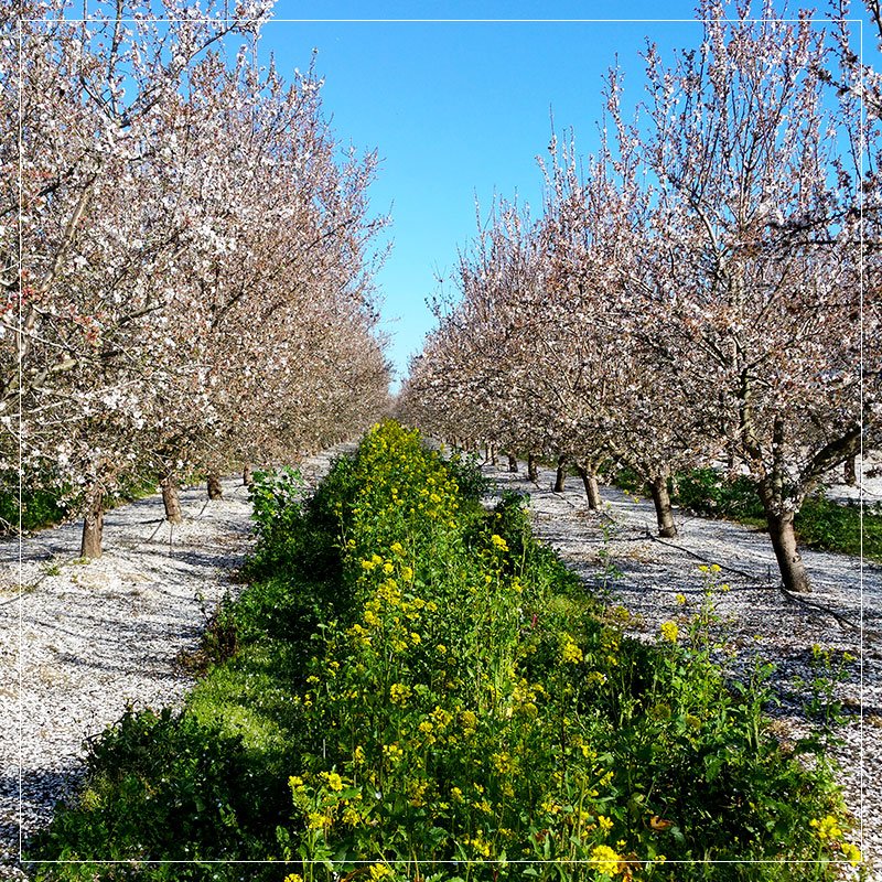 Almonds need bees, but the bees benefit, too. Almond pollen is often bees' first natural food source each spring. ow.ly/9hGo300Z6j1