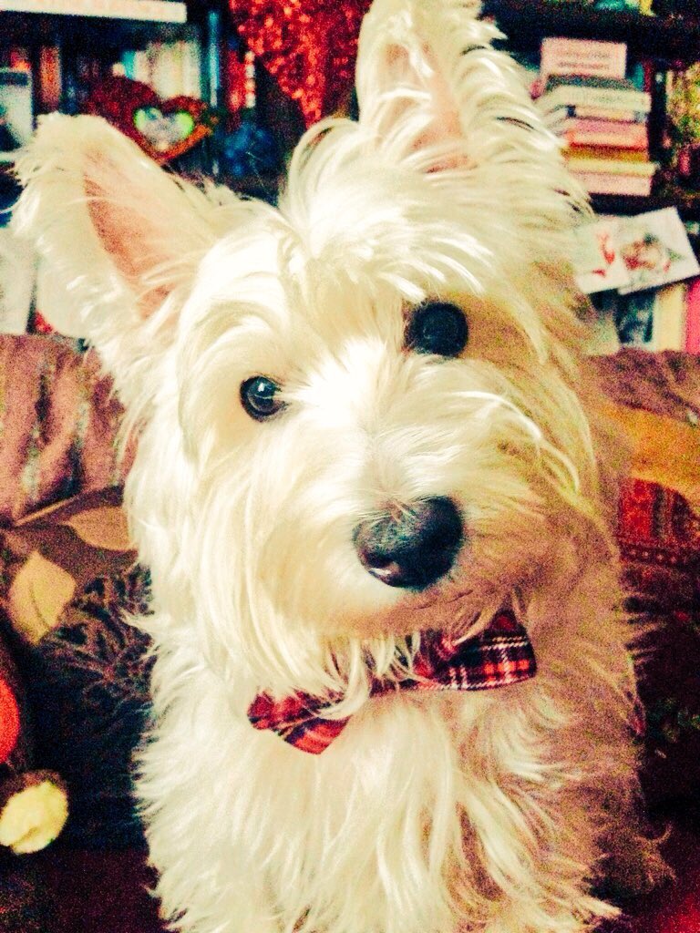 Funny_Bird's tweet photo. @bessygatto @Joe_Gatto I think the same about my rescue, Finn. He's such a sweetheart. Couldn't imagine life without him now. #SoulMutts https://t.co/eVBsRbVB0k