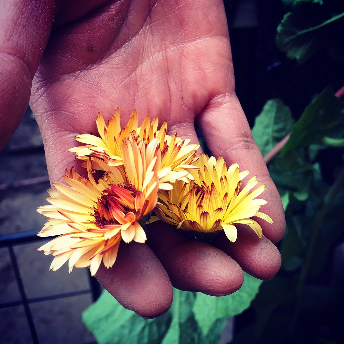 SpringStCG's tweet image. "Eat one," she said.
#eatflowers #organic #flowers #garden #urbangarden #gardening #urbangardening #DTLA #losangeles