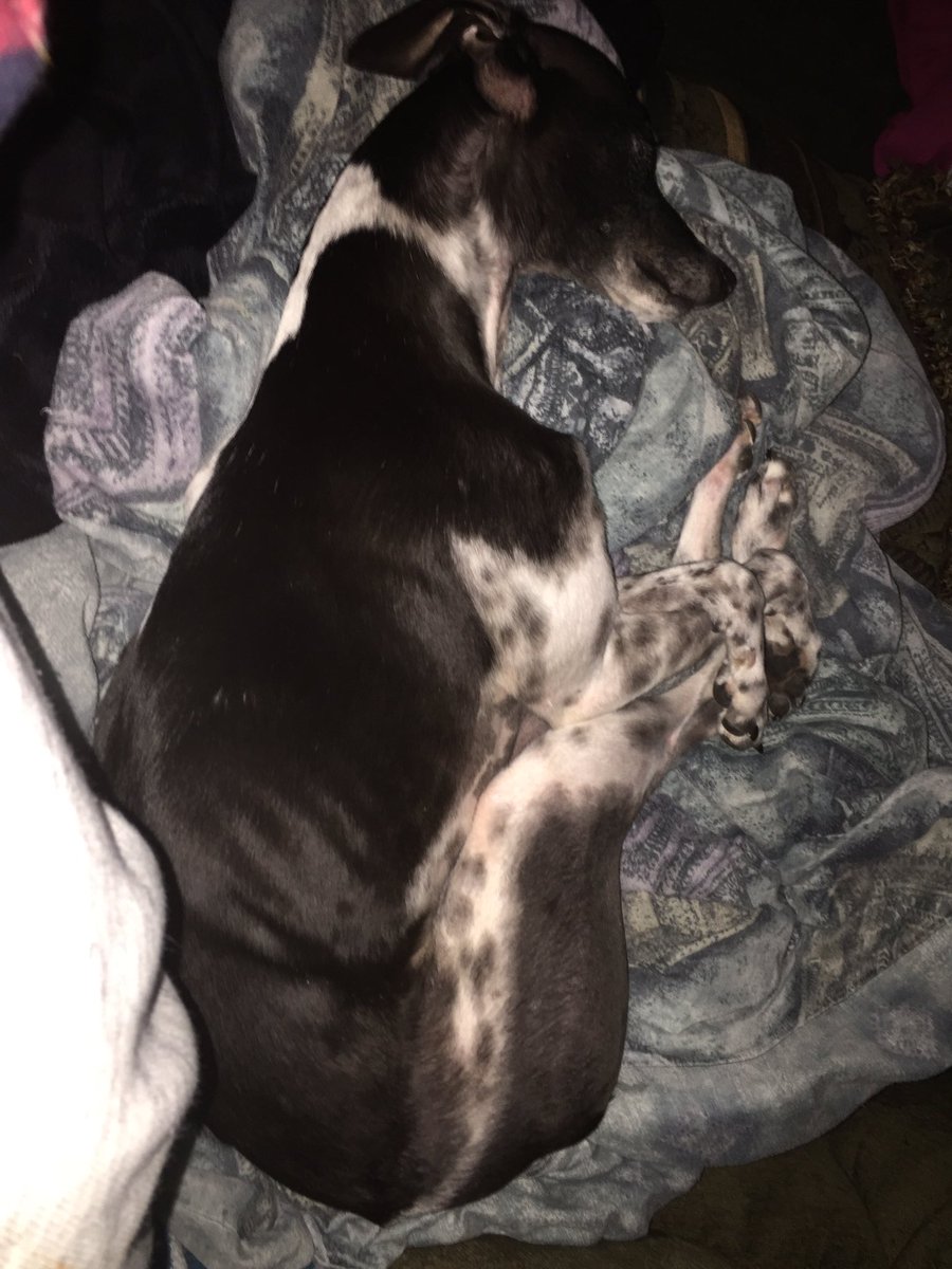 WippetJ's tweet photo. Got my feet all tangled up https://t.co/bTAiEKzDyk