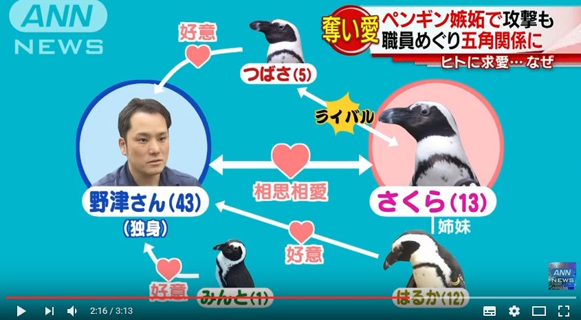 職員とペンギンの五角画関係 その恋愛模様がドラマ 奪い愛 冬 みたいだと話題に 野津さんになりたい ペンギンにモテるフレンズか Togetter