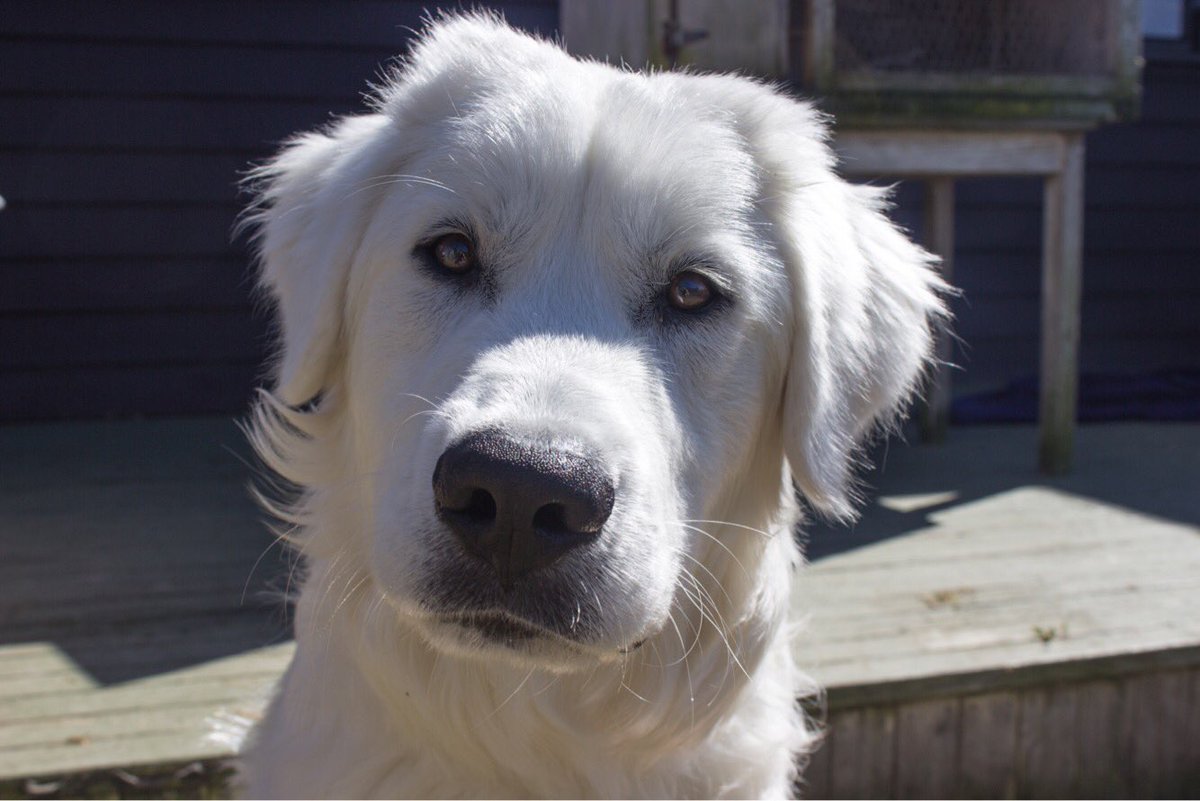 The name is Moonshadow.