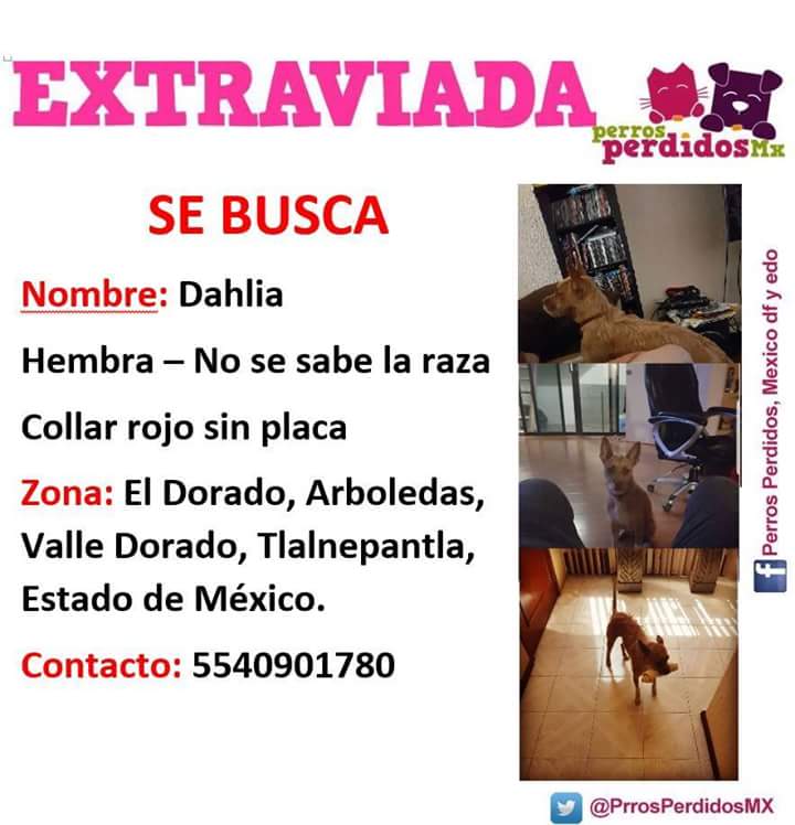 <a href="/FtArboledas/">Zona FT Arboledas</a> <a href="/LasArboledasMex/">Arboledas</a> <a href="/LasArboledas/">Las Arboledas</a> <a href="/ValleDoradoMX/">Valle Dorado MX</a> <a href="/ValleDorado_Tla/">Valle Dorado</a> <a href="/TlaneDenuncia/">TlaneDenuncia</a> <a href="/PrrosPerdidosMX/">PerrosPerdidosMx</a>