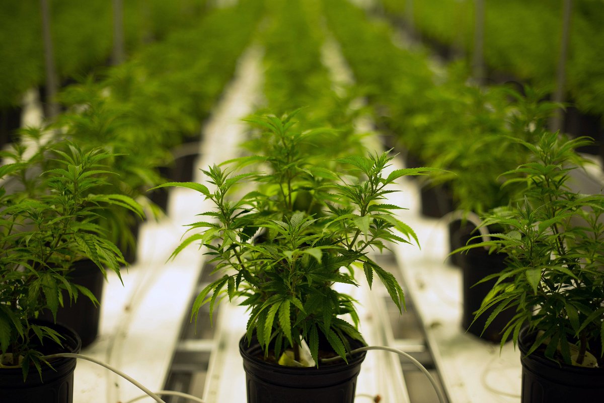 business's tweet image. How marijuana helped the world&apos;s top hedge fund gain 145% bloom.bg/2mPL0Zx