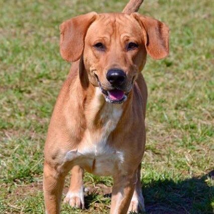 THANKS <a href="/LouMegaCavern/">MEGA Cavern</a>, for donating to Ales for Tails for shelter pets on April 22 at Boundary Oak Distillery! #spayneuterrescue