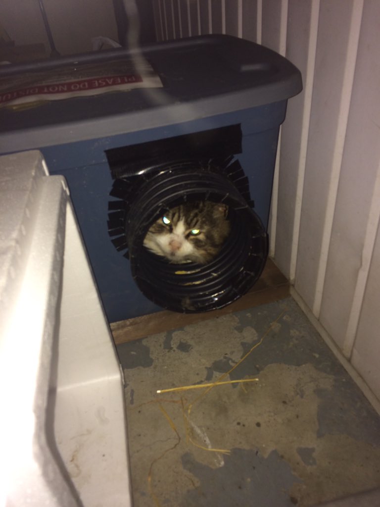 storydaddy's tweet photo. @Boo_Panfur @phradykat @JoviLifer 😇Seamus brofurs sisfur:we Toronta Catnada too! Vewy cold Papa haz special house furriends. Dis is Buddy 😻🐾 https://t.co/7W9HriHqfe