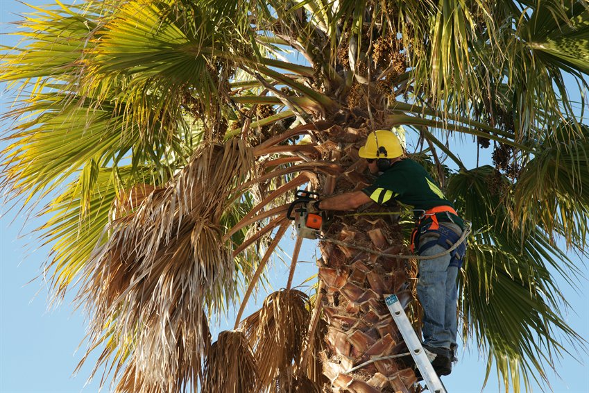 BuilderscrackNZ's tweet photo. #arborists or #treedoctors, they're the ideal tradies to take good care of your trees and bushes. Book one today! https://t.co/Bei3wGGJ5Q https://t.co/IpBzMUMzgG