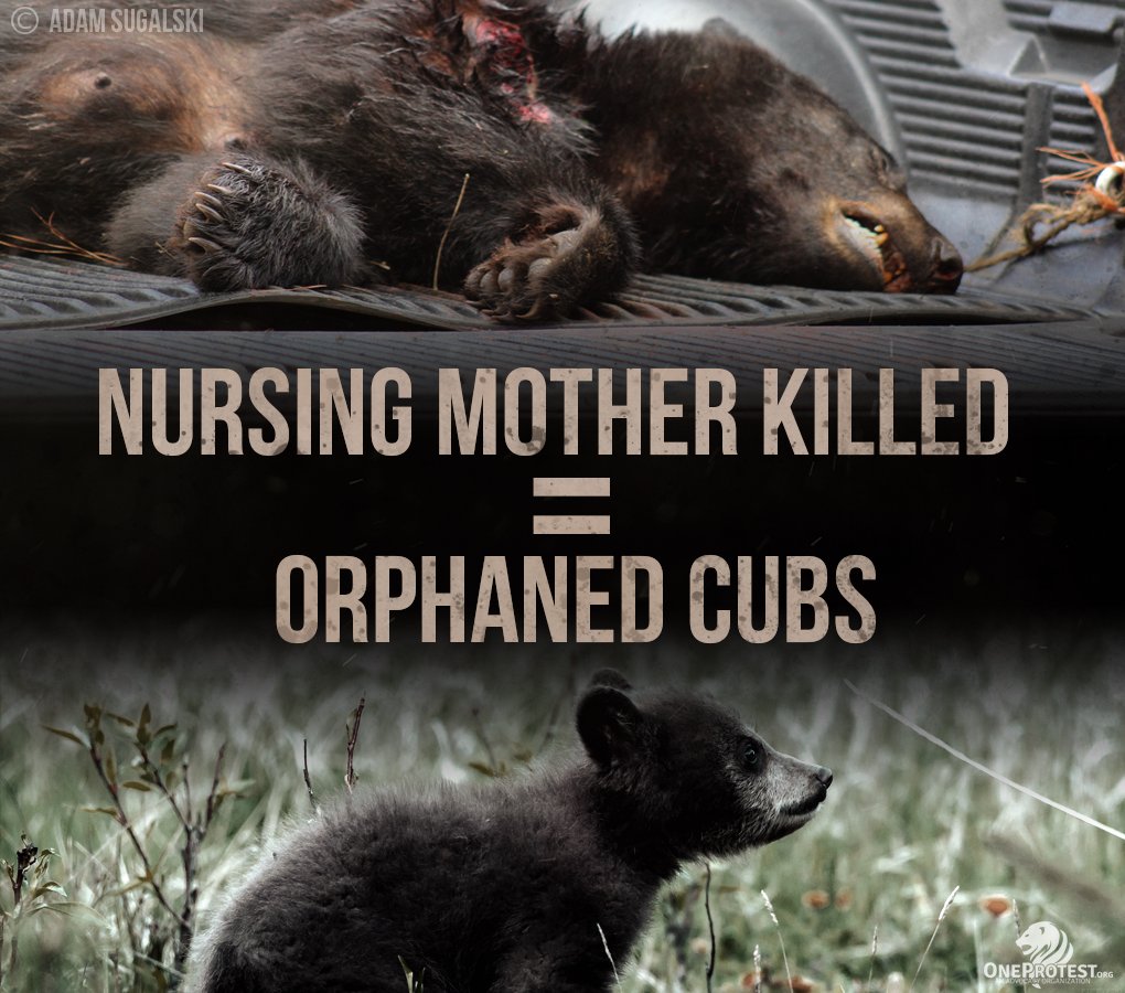 oneprotestinc's tweet photo. SAY NO TO A 2017 FL BLACK BEAR HUNT! Call (850) 488-4676  and email the FWC now! #myfwc
https://t.co/JS6CbB3d2p https://t.co/d8MHjpFeUW