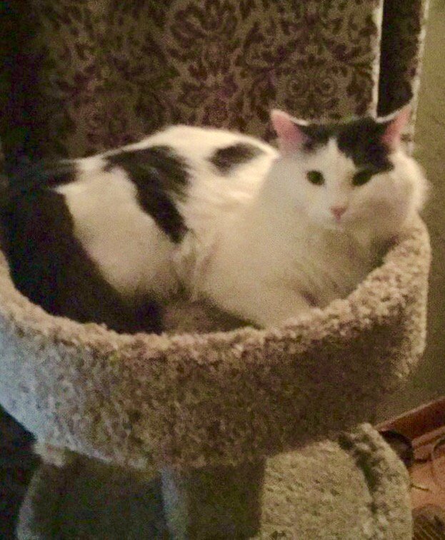 ulrichluft's tweet photo. You find god, when you realize you don't need to seek god. #buddhistcats #ajahnizzy https://t.co/2t9RRmEeXd