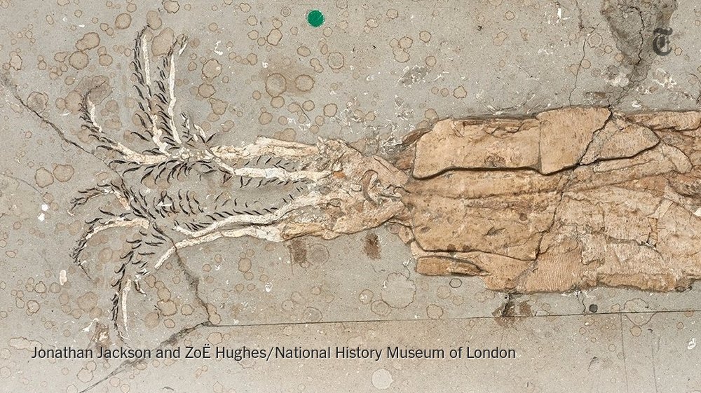 NYT Science tweet media