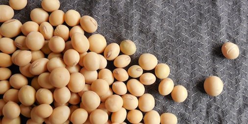 #Soy intake reduced #cancer recurrence, helped drugefficacy in rodents - only when taken before cancer began buff.ly/2lWrvKB