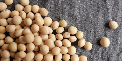 #Soy intake reduced #cancer recurrence, helped drugefficacy in rodents - only when taken before cancer began buff.ly/2lWhmOd