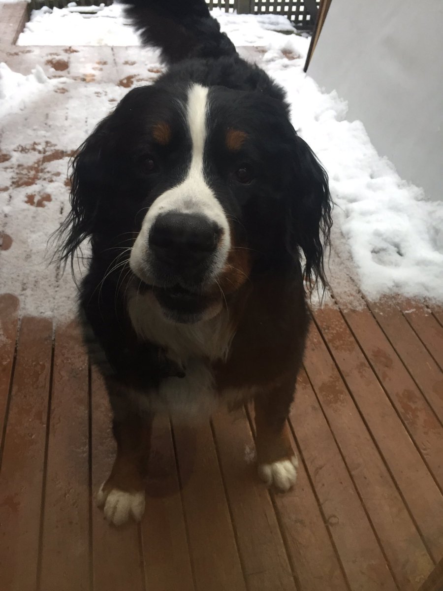 Sandy Gibson tweet media