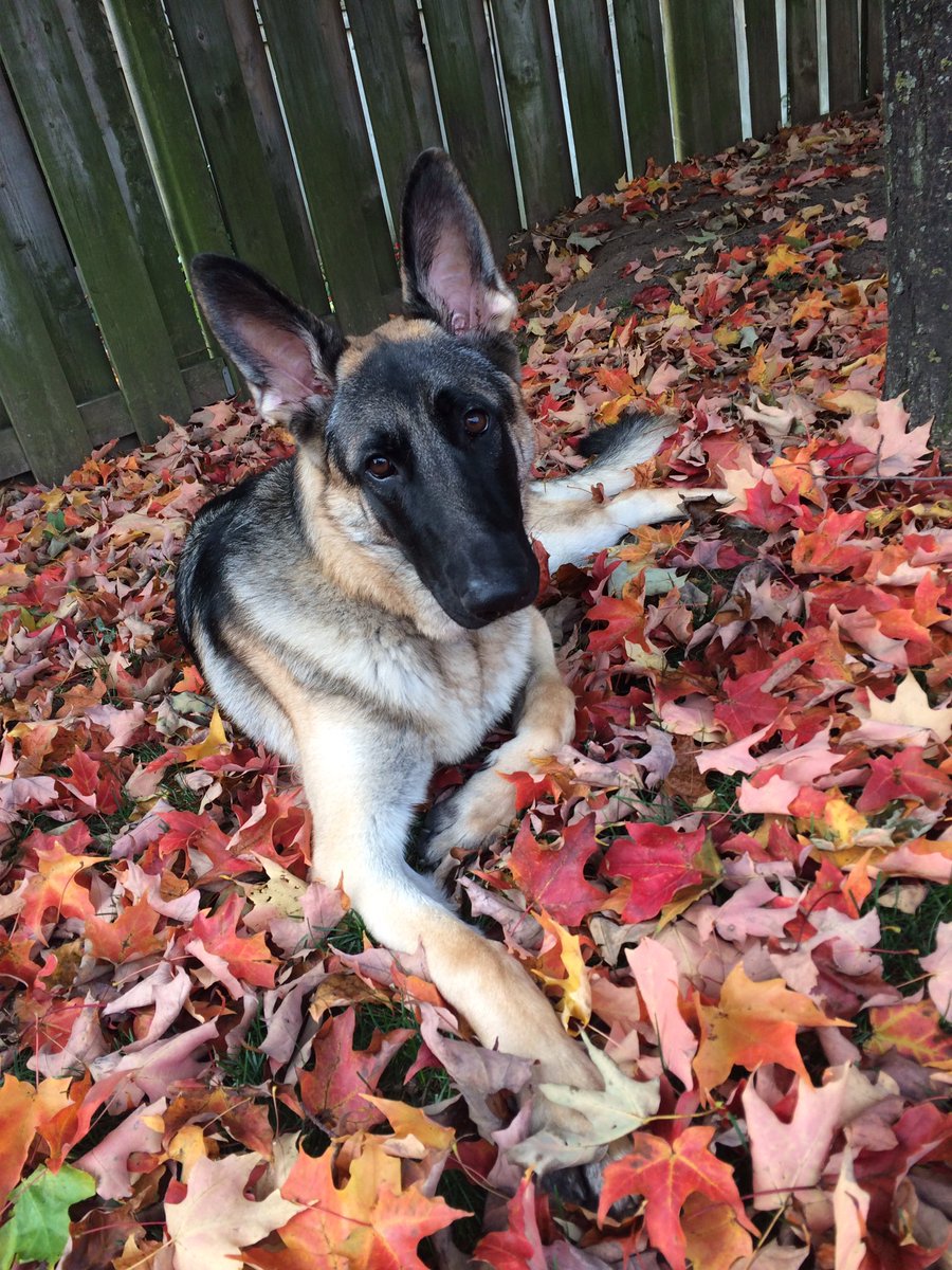 Jake Dasilva tweet media