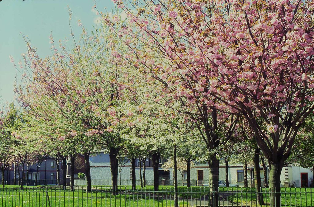 Oscar_Square_'s tweet photo. Taken from https://t.co/I5erMtufjb
Oscar Square in the 1990's. https://t.co/yDaZVthQ4M