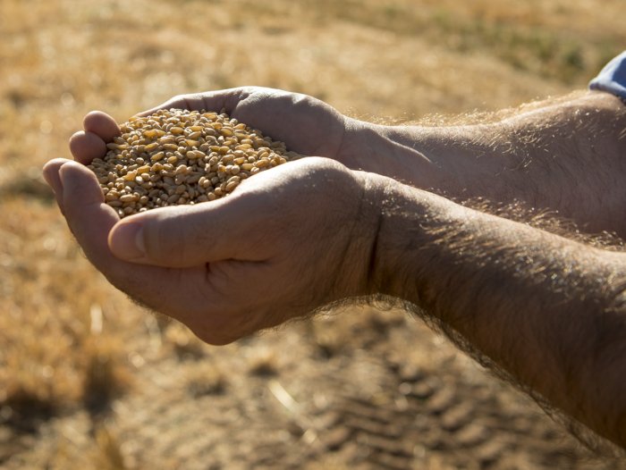Media Release: AGT ACTIVELY ENCOURAGE FARMERS TO ACCESS NEW CROP VARIETIES USING SEED SHARING buff.ly/2n8tZ8M #plant17 #agchatoz