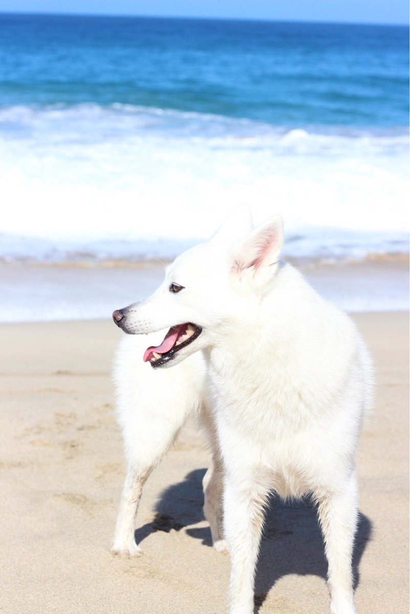 IsaiahKawaiola's tweet photo. Soooo Stella kind of had a photo shoot and I'm so in love with this dog! 💖 https://t.co/mgsAPPkpnb