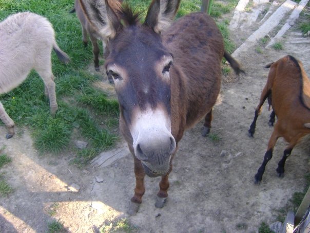 RoyalCroTours's tweet photo. In #Croatia donkeys have lived for centuries, helping a man in his fight with rough environment #RoyalCroatianTours https://t.co/BrG2etgjfH
