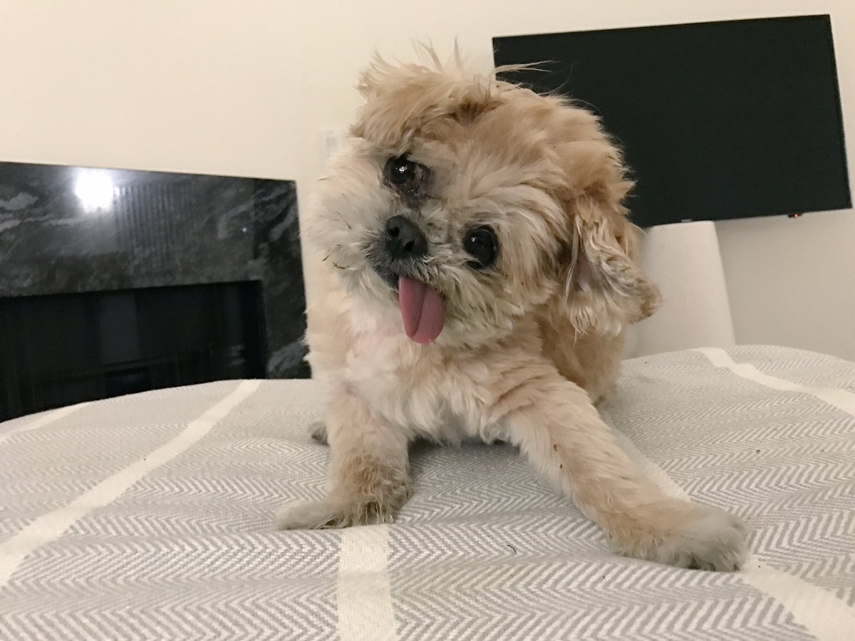 MarnieTheDog's tweet photo. Do you care abt snax? Pls sign my petition to help get snax https://t.co/nzItEvlsQT