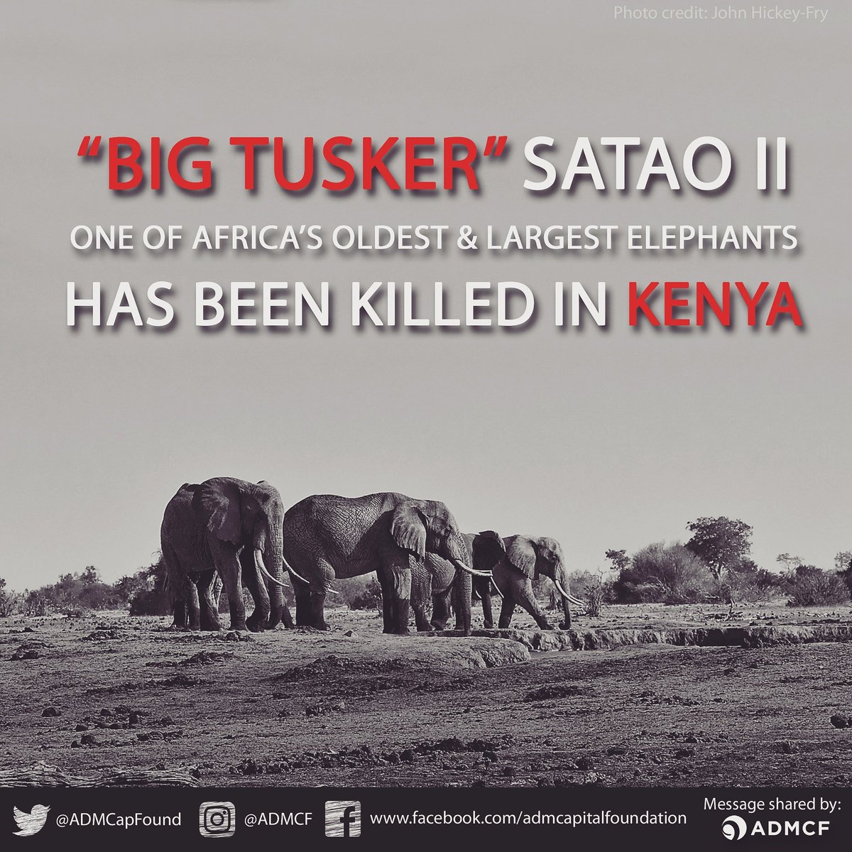 Poachers in #Kenya have killed one of #Africa's last great '#BigTuskers' - #SataoII - for his tusks #wildlifecrime #StopPoachingNow #ivory