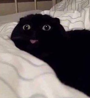 Sturmwaffel's tweet photo. Hellooooooooo https://t.co/GZTyZru8ya